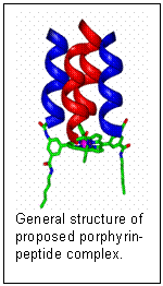 General structure of proposed porphyrin-peptide complex.  